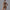 Mocha Pro Bodysuit