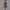 Mocha Pro Bodysuit