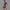 Mocha Pro Bodysuit